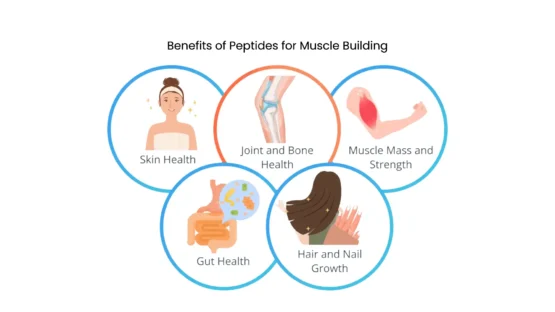 Benefits of Peptides for Muscle Building