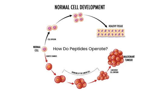 How Do Peptides Operate