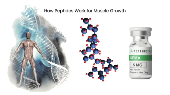 How Peptides Work for Muscle Growth