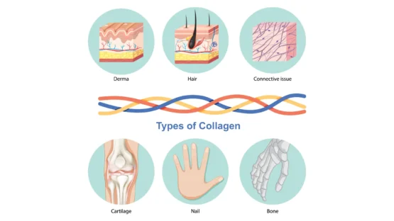 Types of Collagen