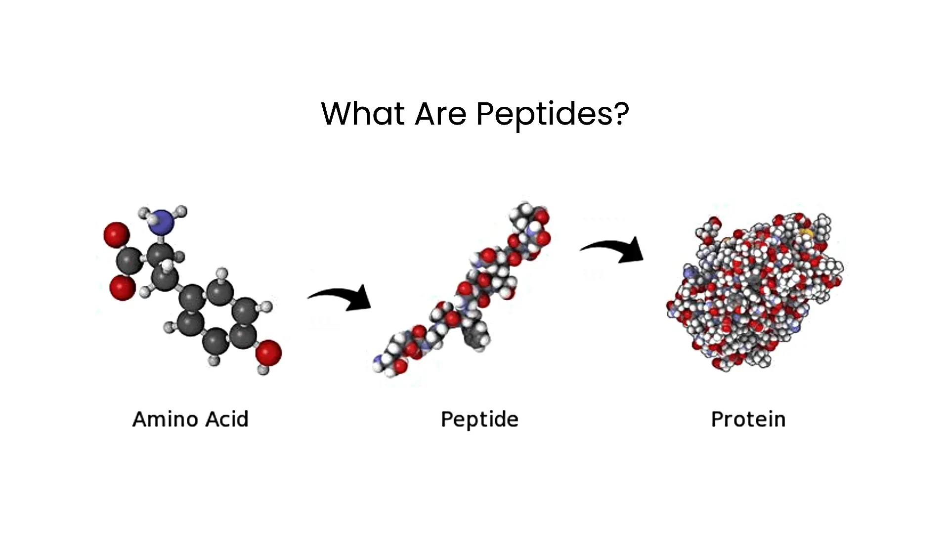 What Are Peptides and How Do They Work?