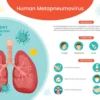 Human Metapneumovirus (HMPV): What Poles Need to Know
