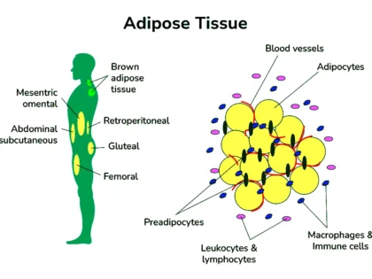 Adipose Tissue
