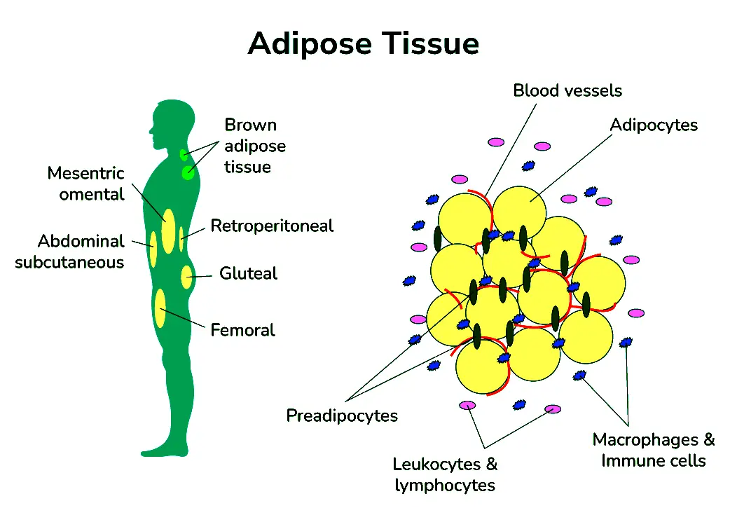 Adipose Tissue: Functions, Types, and Its Role in Your Health