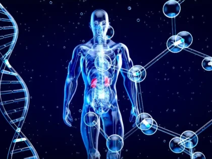 How Cell Signaling Compounds Communicate Inside the Body