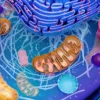 How Mitochondrial Efficiency Boost Energy Systems & Growth